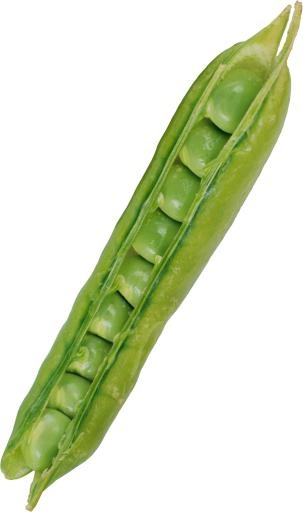 豌豆免抠(3180x5357)