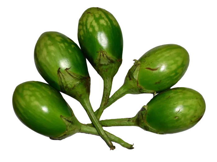 绿橄榄橄榄油