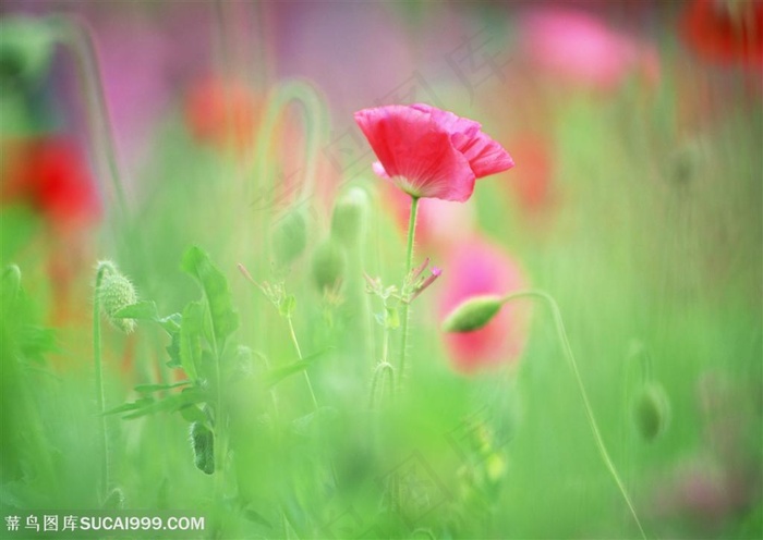 纯甜野花-盛开的红色小花