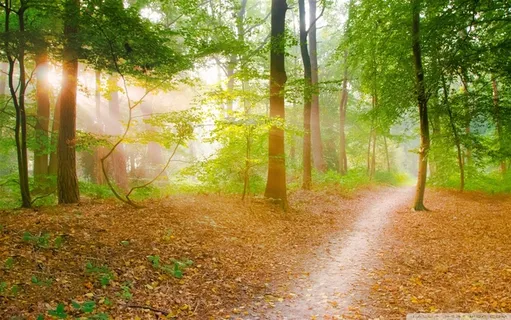 非主流阳光透射树林美景