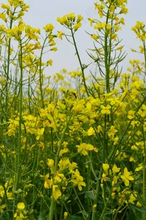 油菜花高清图片下载 油菜花高清图片下载