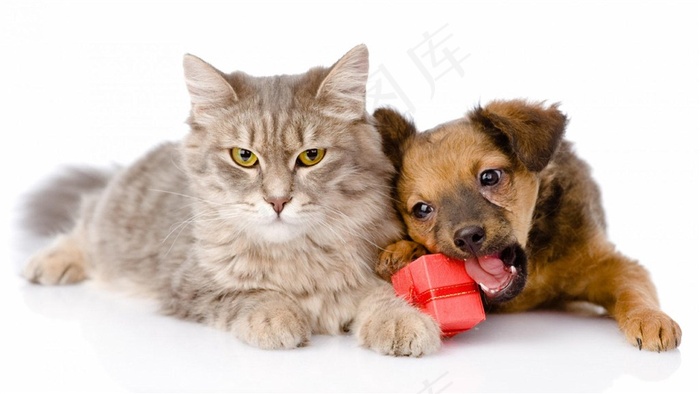 亲密的猫和狗