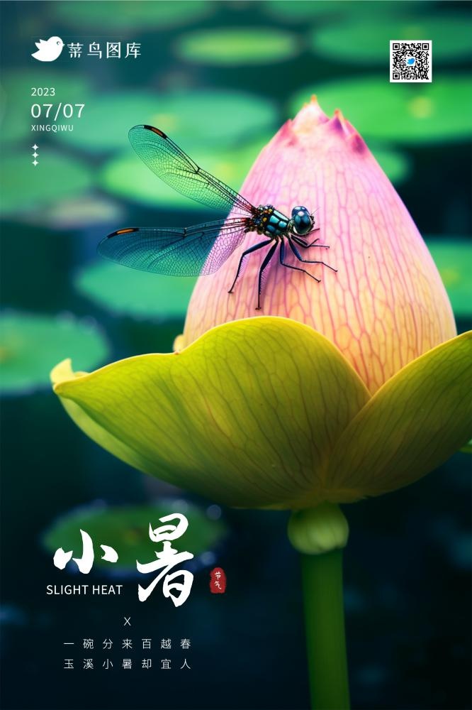 小暑简约小清新荷花蜻蜓意境节气海报