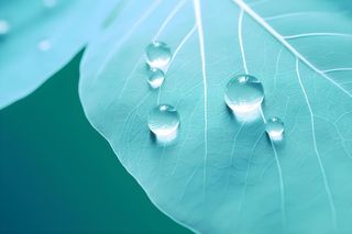 树叶露珠青色大气意境背景