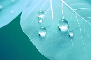 树叶露珠青色大气意境背景