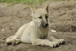 狼野生动物原生动物园深林狼