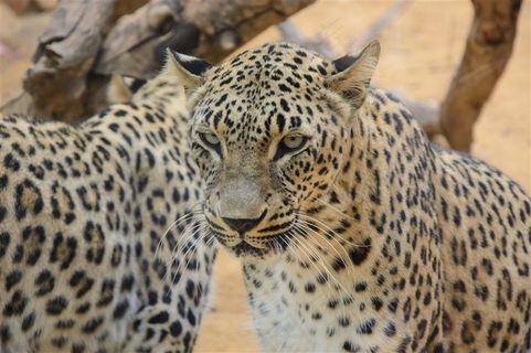 威武的金钱豹高清素材