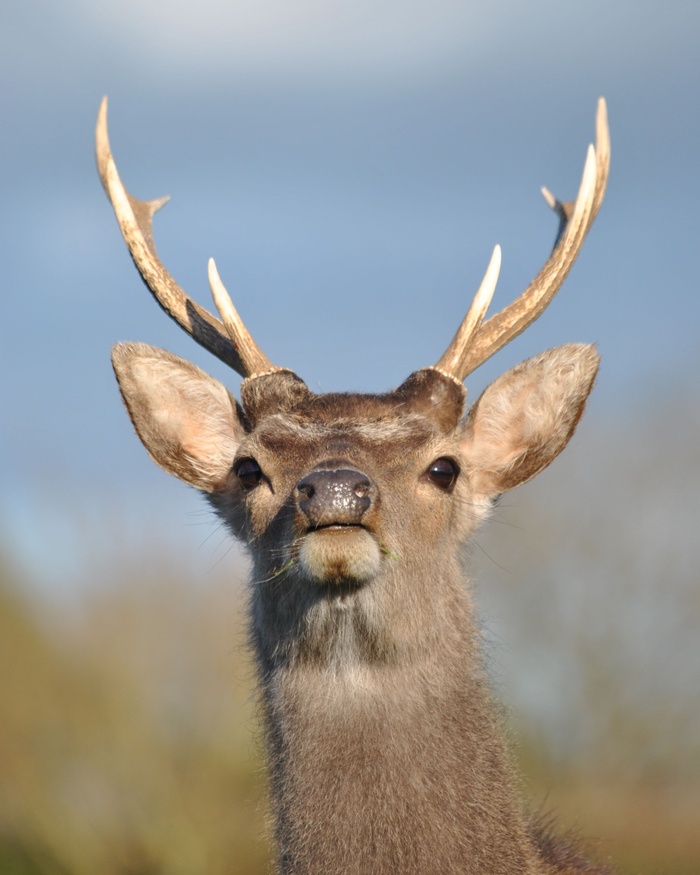 梅花鹿野生鹿动物设计素材