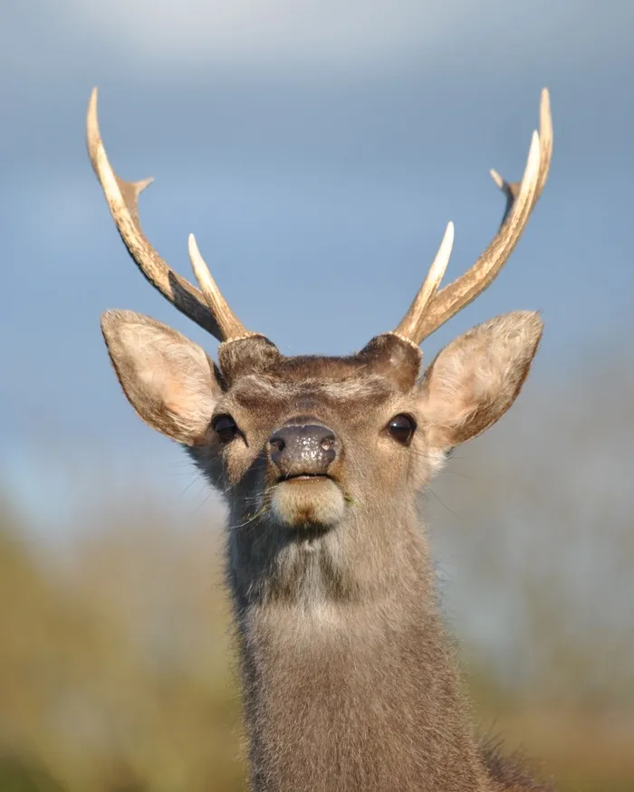 梅花鹿野生鹿动物设计素材