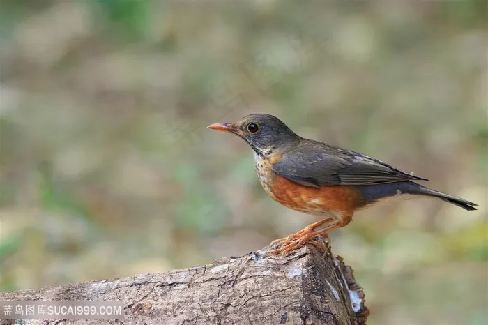 长着黄色小腿的鸟类图片