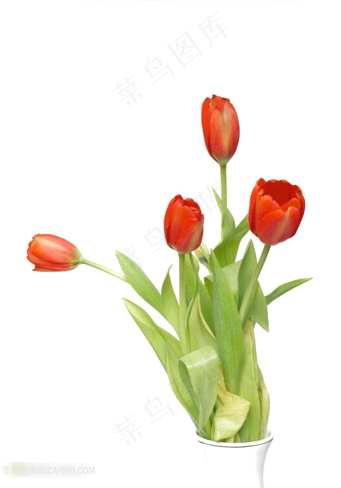 郁金香素材图片