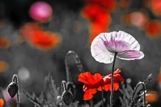 粉色的美丽花朵