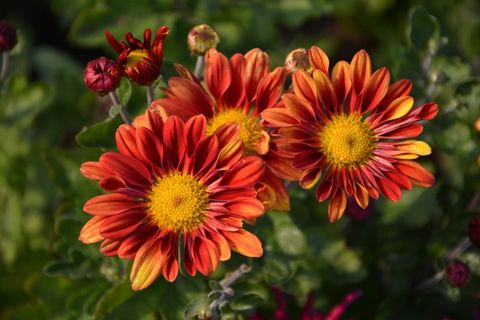 橙色非洲菊图片 橙色非洲菊图片