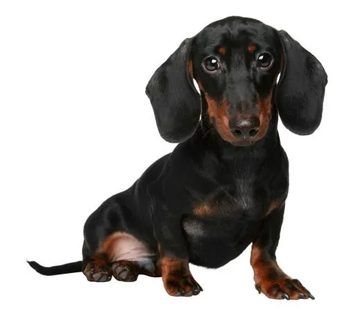 腊肠犬 PNG免抠(1080x963)