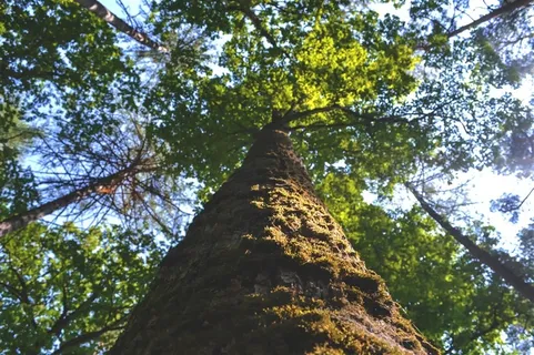 又高又粗的树木 又高又粗的树木