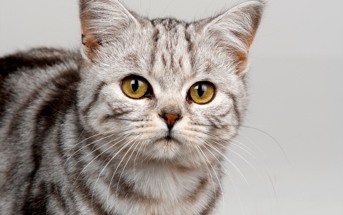 小猫观察  