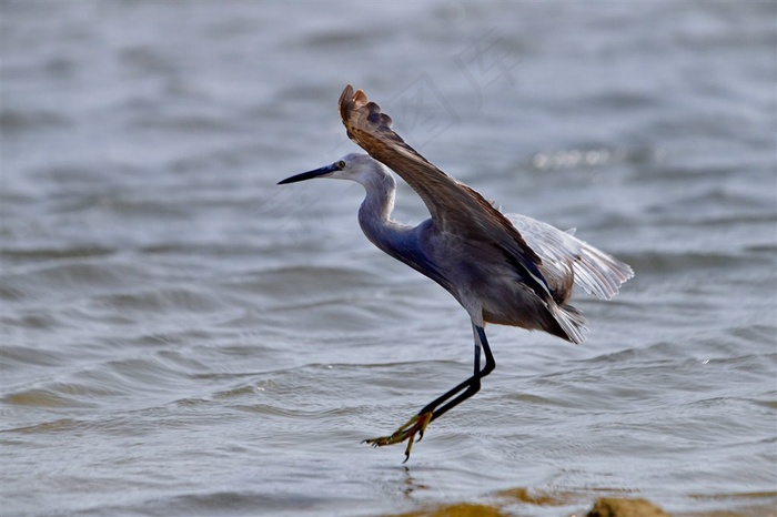 灰色的白鹭素材大图