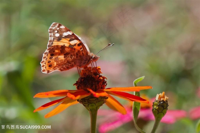 唯美蝴蝶鲜花图片