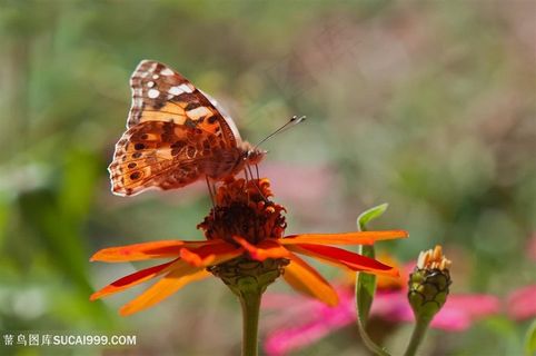唯美蝴蝶鲜花图片