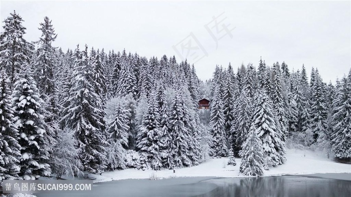 雪景松树树林壁纸