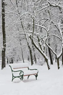 下过大雪的树林和椅子风景图片 下过大雪的树林和椅子风景图片