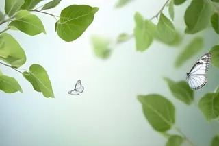树枝蝴蝶清新背景