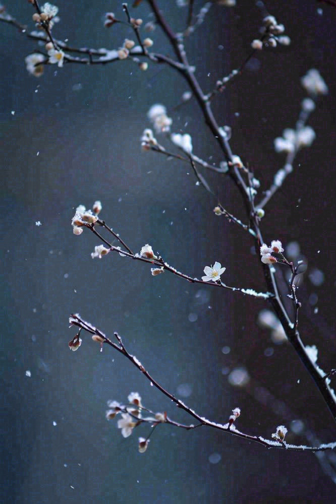 冬天雪花枝叶植物简约意境，冬季小雪大雪冬至摄影图(896x1344)