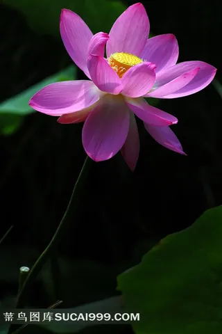 高清荷花摄影图片