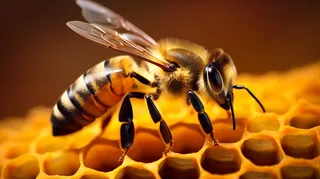 蜂蜜蜜蜂蜂巢细节特写摄影图