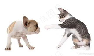 狗狗和猫咪图片