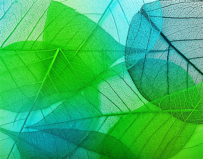 绿色渐变透明树叶底纹背景