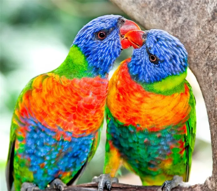 两只接吻的彩色鹦鹉高清图片
