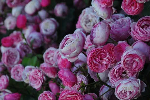 玫瑰花花朵图片 玫瑰花花朵图片