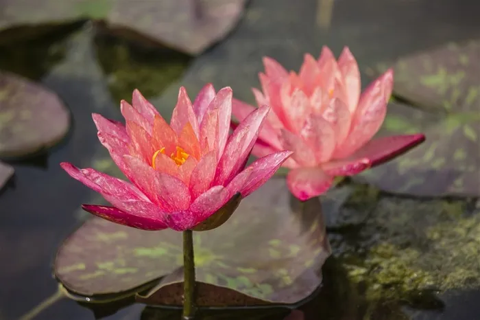 两朵挺拔的睡莲