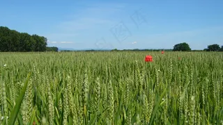 绿油油麦田图片