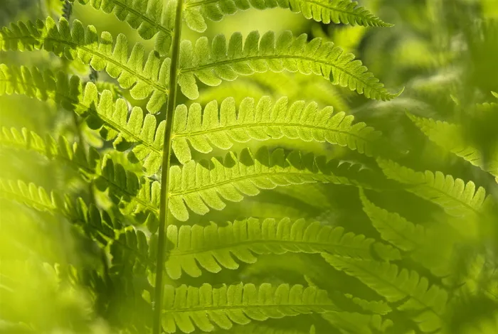 蕨类植物图片