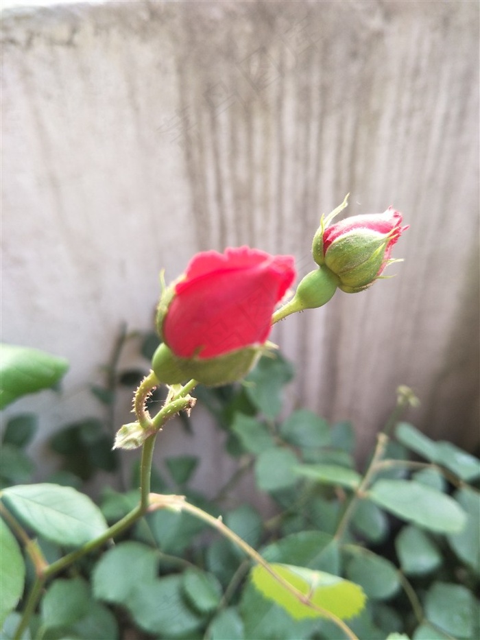 月季花高清图