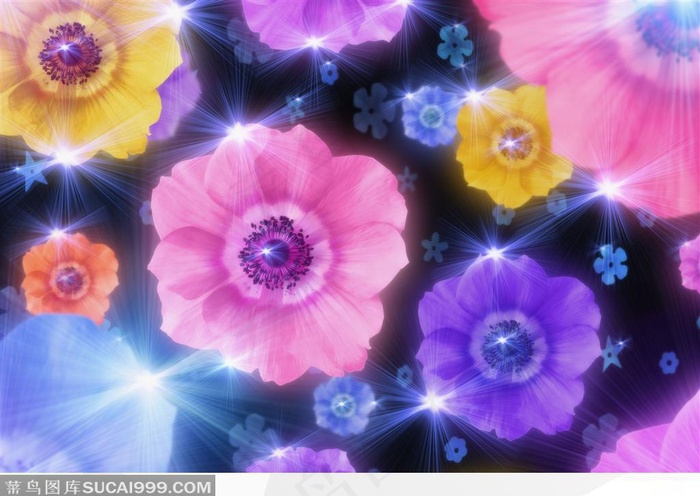 盛开的花朵(1)