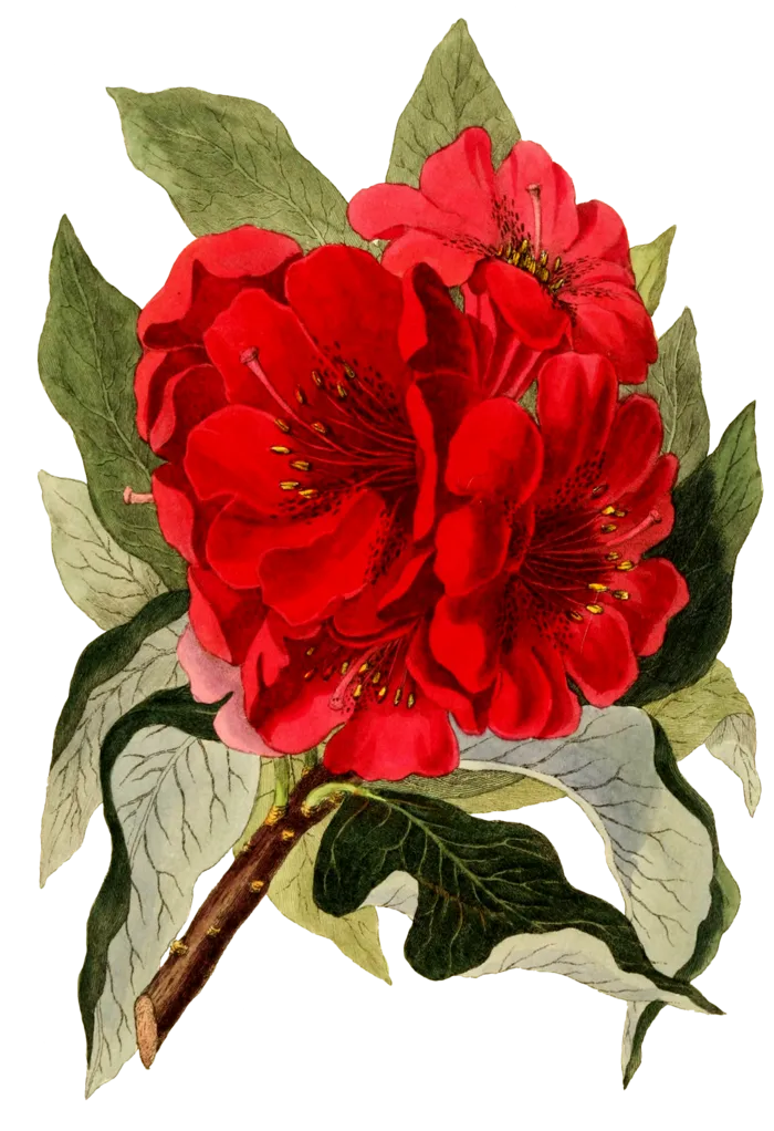 复古手绘植物花卉插画 免抠