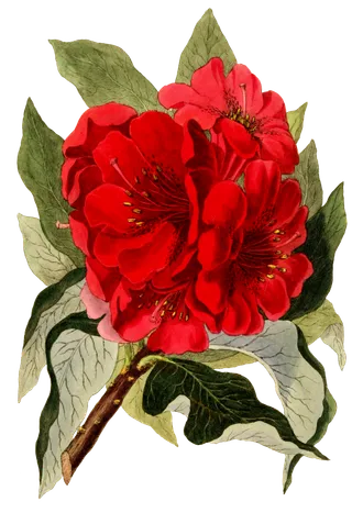 复古手绘植物花卉插画 免抠