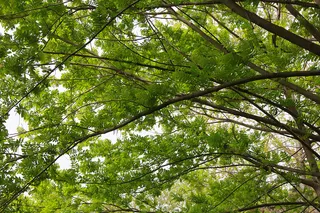 风吹树枝树干茂盛生机树叶