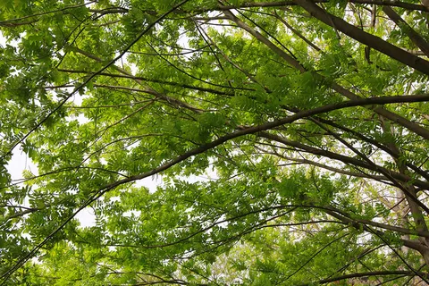 风吹树枝树干茂盛生机树叶 风吹树枝树干茂盛生机树叶