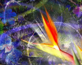 图片设计素材背景鸟语花香