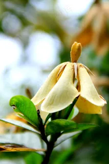 栀子花高清图片 栀子花高清图片