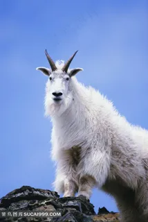 站在山顶上的山羊