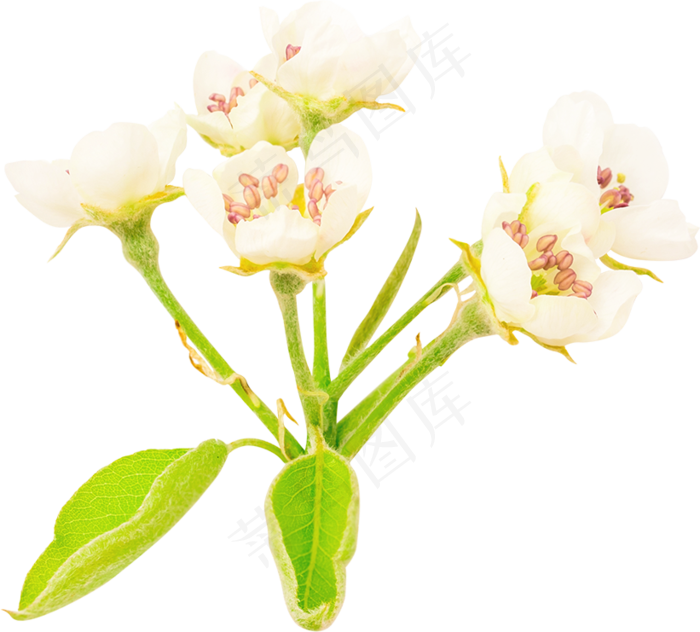 00_Pear Flowers