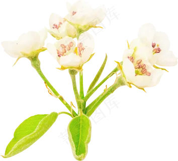 00_Pear Flowers 00_Pear Flowers