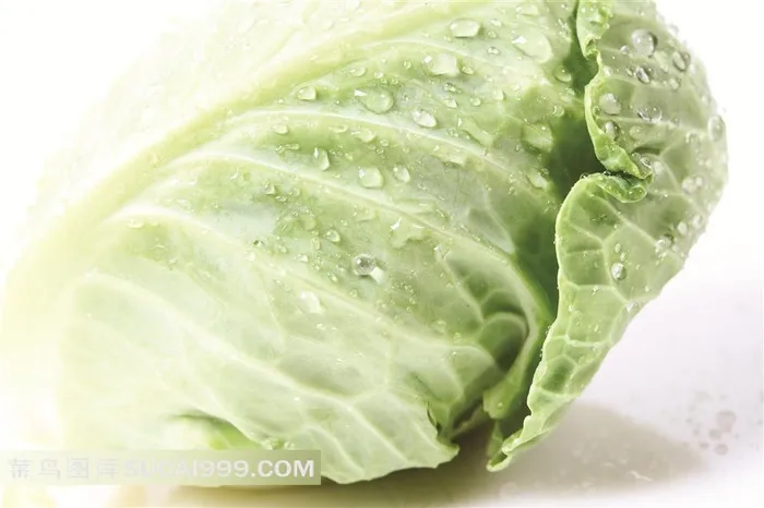 大白菜高清摄影素材