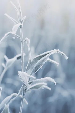 雪花枝叶白色背景