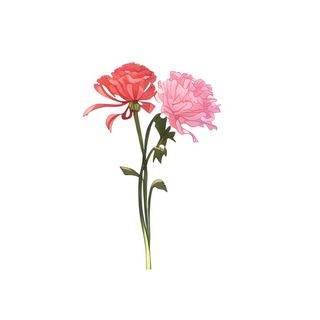 母亲节康乃馨花免抠